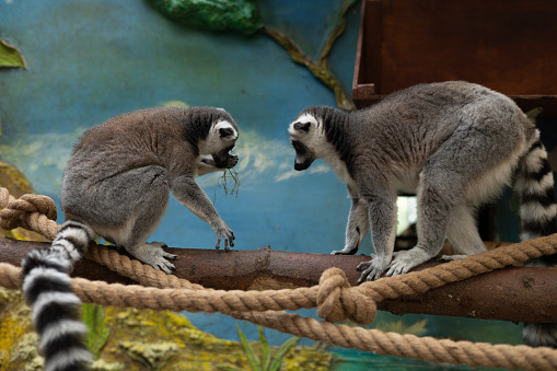 A cute pair of lemurs sits on a tree branch indoors at the zoo. Beautiful lemurs with lush striped tails are sitting on a branch and looking at something with interest. Lemur concept in the zoo.