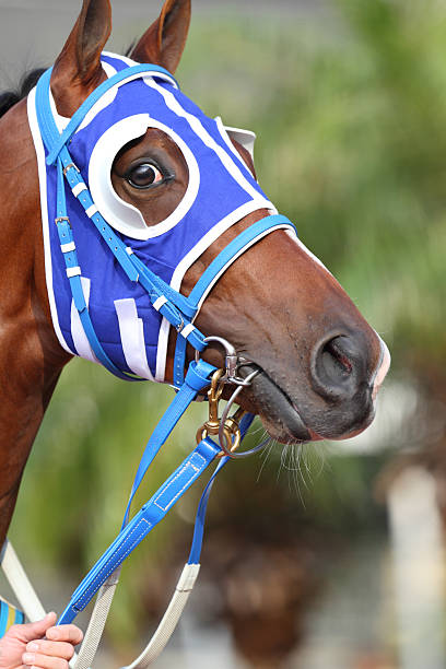 istock Horse head with Blue Blinders 183337390