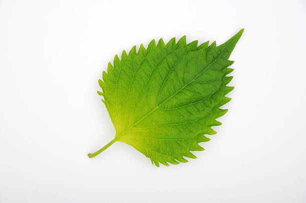 giappone foglie di basilico - shiso foto e immagini stock