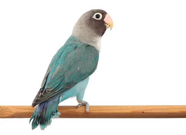 Photo of Masked Lovebird in Blue Color Mutation