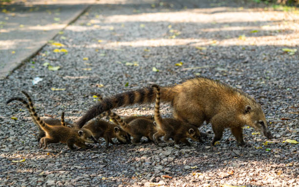 Coati Mother and Young at the breathtaking mighty Iguazu Falls in Iguazu National Park on the Boarder of Argentina and Brazil, South America Coati Mother and Young at the breathtaking mighty Iguazu Falls in Iguazu National Park on the Boarder of Argentina and Brazil, South America misiones province stock pictures, royalty-free photos & images