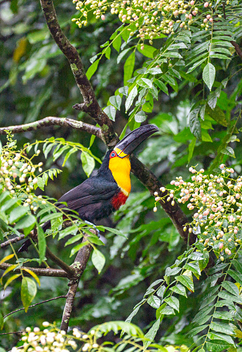 Wild red-breasted toucan  in the Tijuca National Park in Rio De Janeiro,  Brazil, South America
