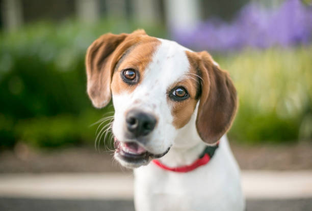uroczy pies rasy beagle słuchający z przechyloną głową - chomąto zdjęcia i obrazy z banku zdjęć