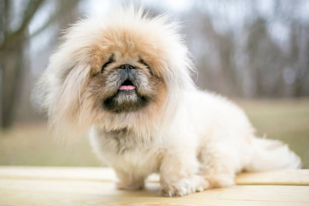 istock A fluffy purebred Pekingese dog 1833379249