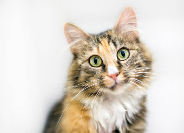 istock A calico tabby domestic medium haired cat with a head tilt 1833379252