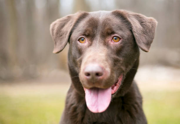 istock A Chocolate Labrador Retriever dog with a relaxed expression 1833379262