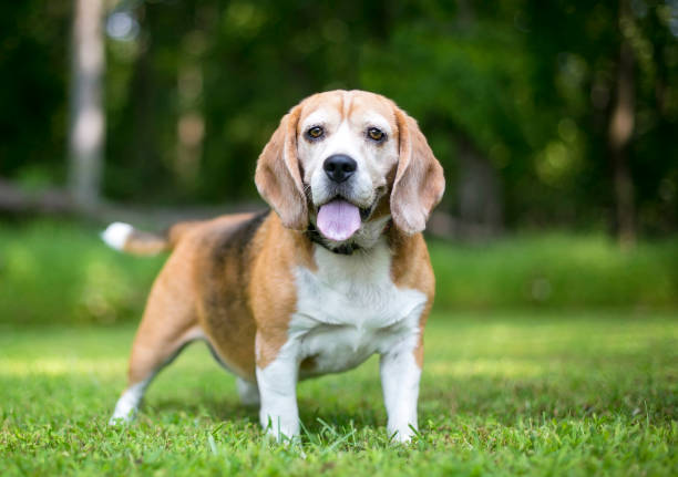 istock A Beagle dog outdoors 1833379292