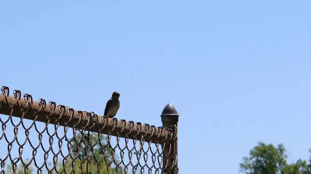 Bird on a metal fence with a blue sky background