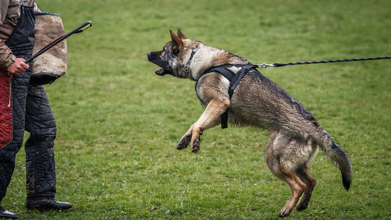 Dog training bite and defense work. Animal trainer and german shepherd police or guard dog