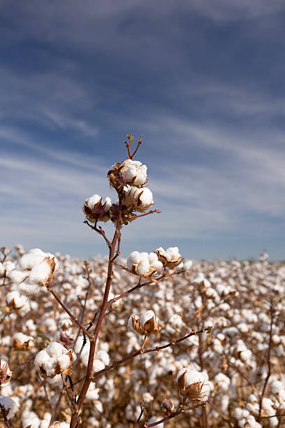 istock Field of Cotton 183338054