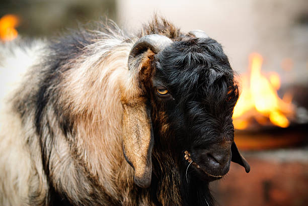 Fiery Goat stock photo