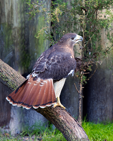 Hawk close-up rear view perched on a tree branch displaying brown feathers plumage, head, eye, beak, tail, talons, with a blur background in its habitat and environment surrounding.