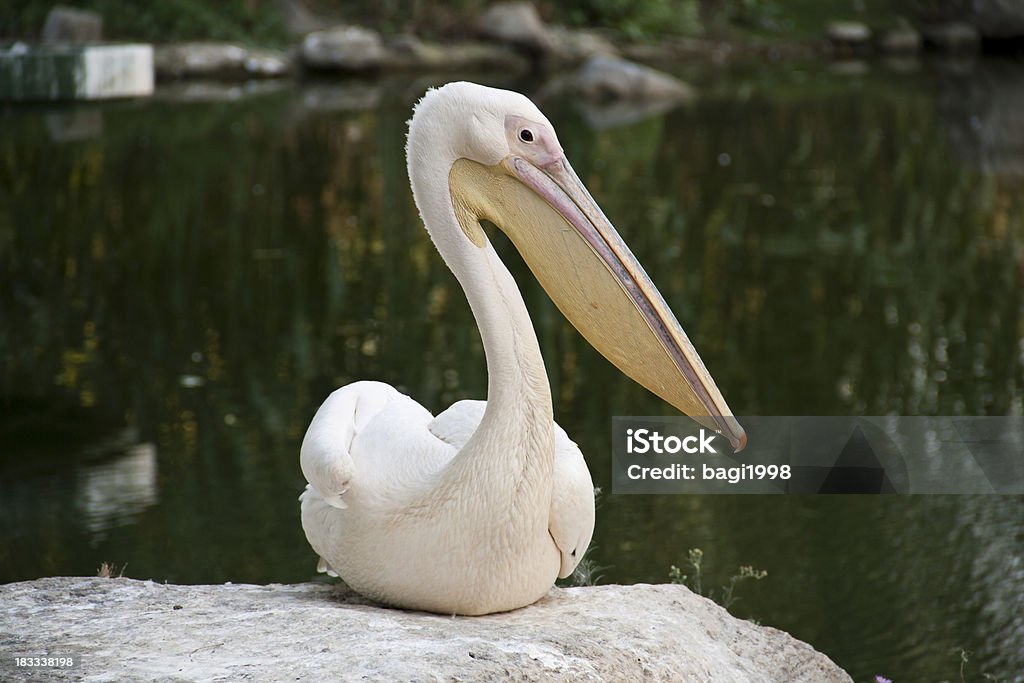 Pelican PelicanPlease see some similar pictures from my portfolio: Animal Stock Photo