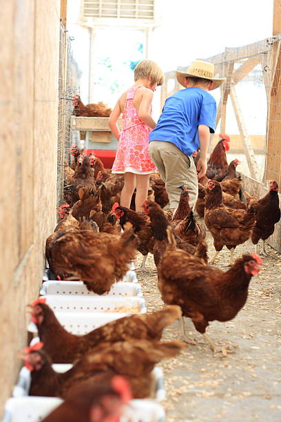 istock Children playing with chickens in the coop 183338380