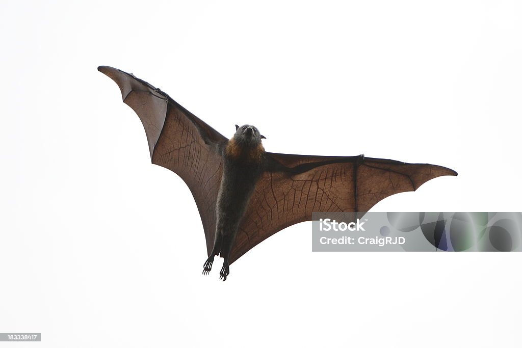 Flying Fox Check the fantastic wing structure of the flying fox. These are the largest of the bat family.Links to other similar images below Bat - Animal Stock Photo