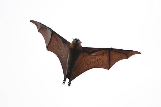 Flying Fox Check the fantastic wing structure of the flying fox. These are the largest of the bat family.Links to other similar images below flying fox photos stock pictures, royalty-free photos & images