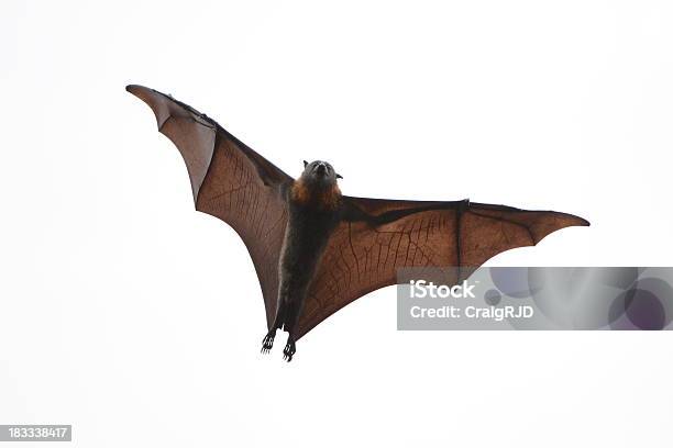 Flying Fox Stock Photo - Download Image Now - Bat - Animal, White Background, Flying