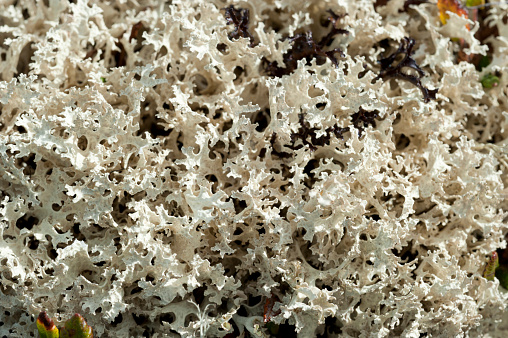 close-up of iceland moss