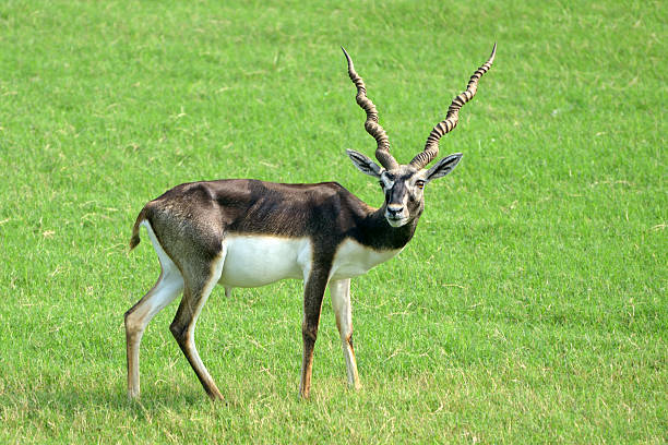 krishna mrigam or blackbuck, Antilope cervicapra, India stock photo