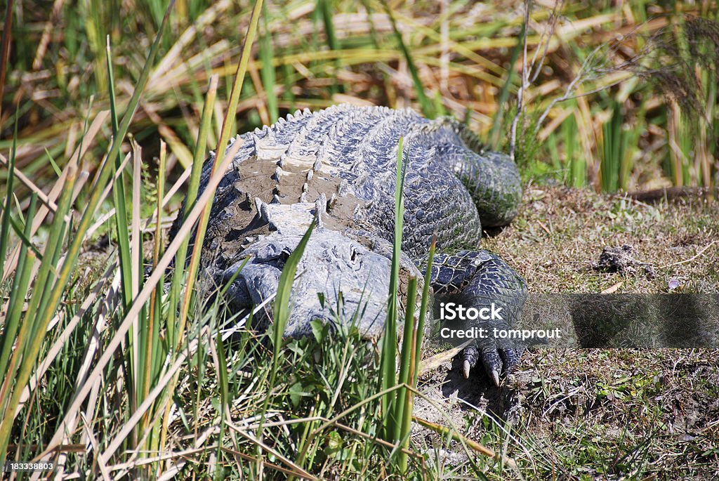 Cocodrilo americano en pantano - Foto de stock de Aligátor libre de derechos