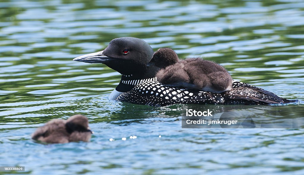 Common loon (Gavia immer) with two young chicks. "Common loon (Gavia immer) mother and her two young chicks, one riding on her back, on a Minnesota lake in early June." Minnesota Stock Photo