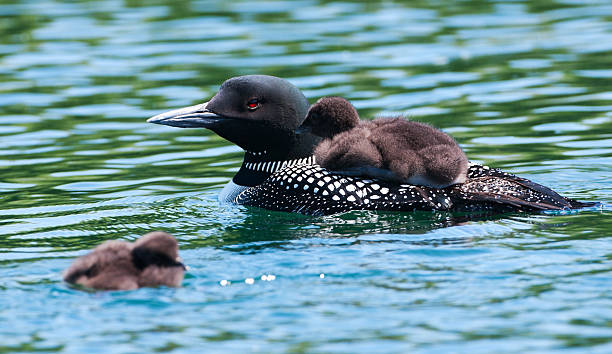 Common loon (Gavia immer) with two young chicks. "Common loon (Gavia immer) mother and her two young chicks, one riding on her back, on a Minnesota lake in early June." common loon photos stock pictures, royalty-free photos & images