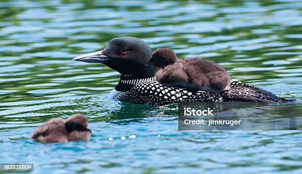 Common Loon With Two Young Chicks Stock Photo - Download Image Now - Minnesota, Loon - Bird, Springtime