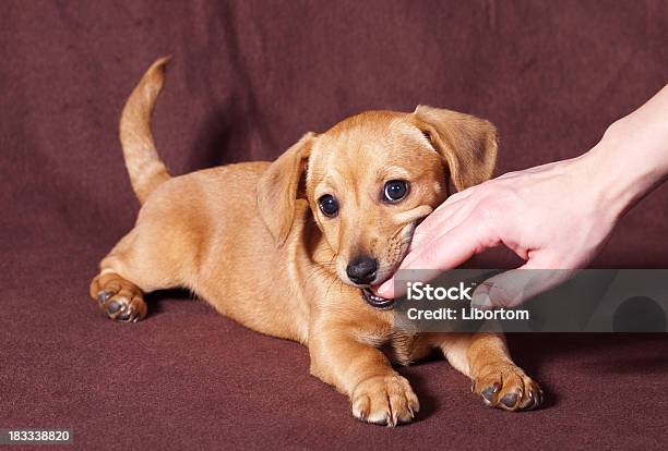 Photo libre de droit de Adorable Chiot banque d'images et plus d'images libres de droit de Chien - Chien, Mordre, Animaux domestiques