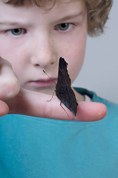 jeune garçon examiner un papillon. - lepidoptera macro close up human face photos et images de collection