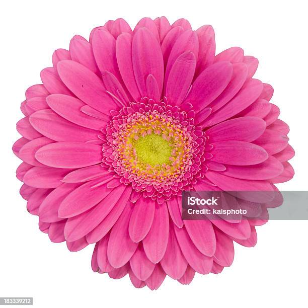 Purple Gerbera Stockfoto und mehr Bilder von Freisteller – Neutraler Hintergrund - Freisteller – Neutraler Hintergrund, Gerbera, Lila