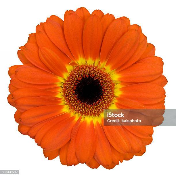 オレンジガーベラ - オレンジ色のストックフォトや画像を多数ご用意 - オレンジ色, カットアウト, カラー画像