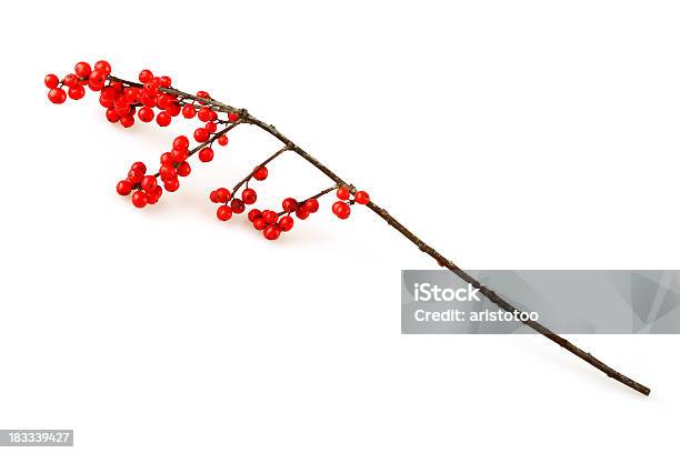 Isolierte Christmas Holly Zweig Stockfoto und mehr Bilder von Beere - Pflanzenbestandteile - Beere - Pflanzenbestandteile, Weihnachten, Beere - Obst