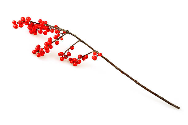 isolato natale agrifoglio ramoscello - red berries foto e immagini stock