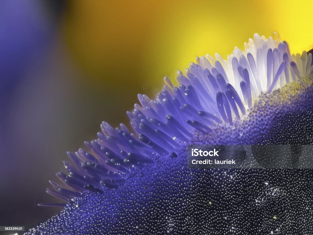 Viola fiore macro estreme - Foto stock royalty-free di Composizione orizzontale