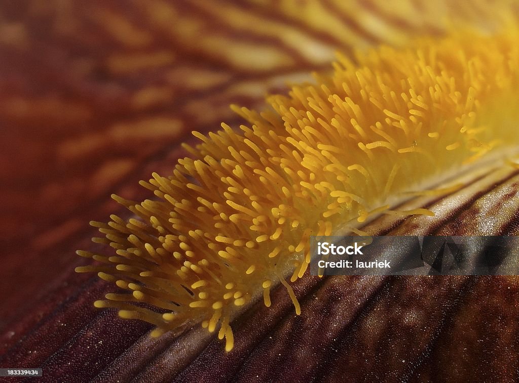 Beard'of 독일 붓꽃 아이리스입니다 - 로열티 프리 과학 현미경 사진 스톡 사진