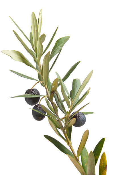istock Olive Branch Peace Symbol with Leaves and Fruit on White 183339456