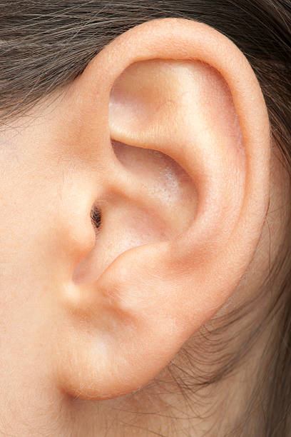 oreja humana (xxxl - human ear fotografías e imágenes de stock