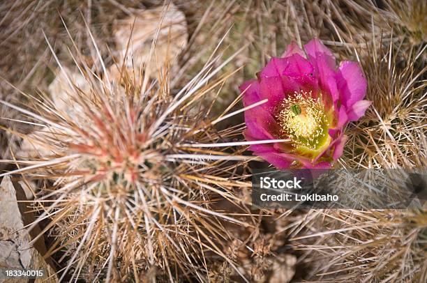 Florecer Cactus Puerco Espín Foto de stock y más banco de imágenes de Afilado - Afilado, Arizona, Belleza de la naturaleza
