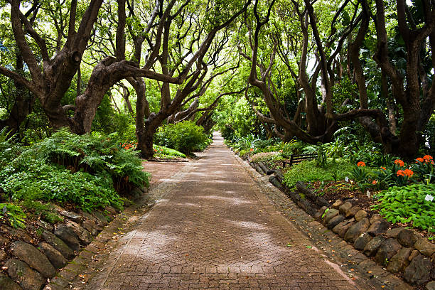 Italian Style garden cypress trees