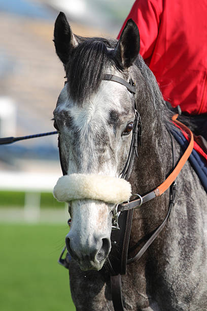 말 헤드 shadow 구르다 - horse white horse animal head horse racing 뉴스 사진 이미지