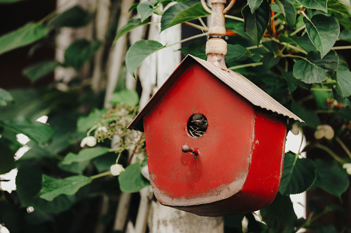 A baby house wrens peeking out from  a birdhouse in a garden. There are actually six babies inside! Shot with a Canon 5D Marl IV.