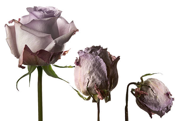 rosa marchita - withered flower fotografías e imágenes de stock