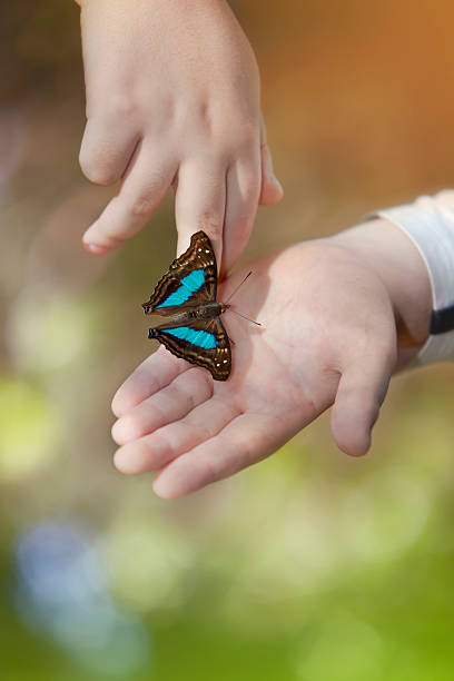 istock Butterfly resting on hands of a boy 183340240