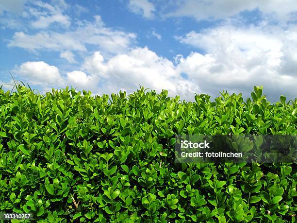 Box Hecke Stockfoto und mehr Bilder von Buchsbaum - Buchsbaum, Hecke, Struktureffekt