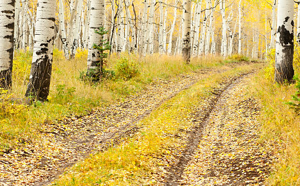 istock Yellow leaves cover old road during fall 183340291