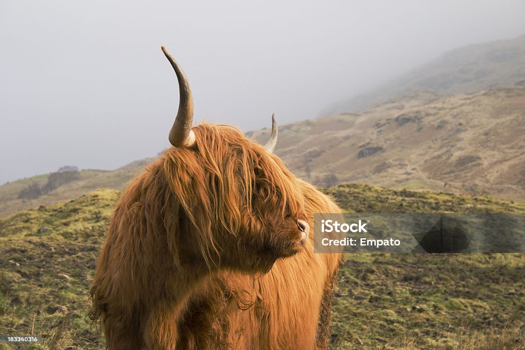 Highland Cow on a Scottish hillside. A highland cow standing on a misty Scottish hillside.Some Other Random Images Of Mine Shown Below - Hill Stock Photo