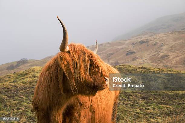 Highland Cow On A Scottish Hillside Stock Photo - Download Image Now - Hill, COO, Scotland