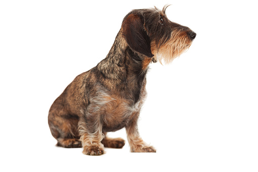 Side view of cute dog looking away sitting against white background