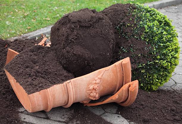large broken pot plant