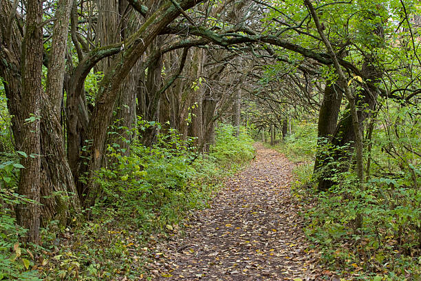 camino en el bosque de otoño, posología naranja, bellbrook, dayton, ohio - orange ohio fotografías e imágenes de stock